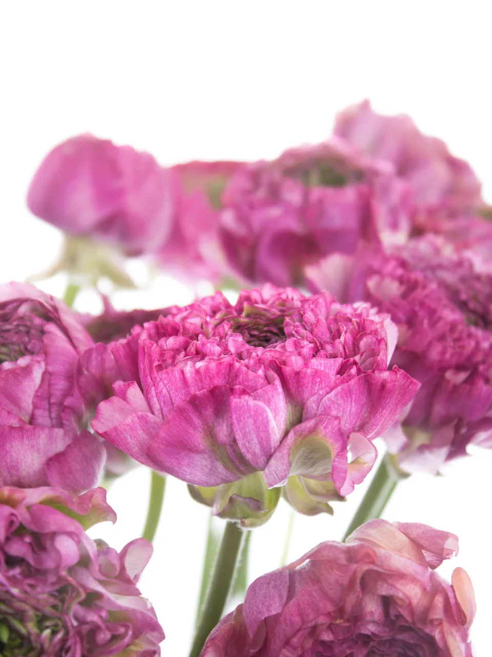 blumigo-ranunkeln-ponpon-malva-xl-schnittblume-pink-gr-n image 1