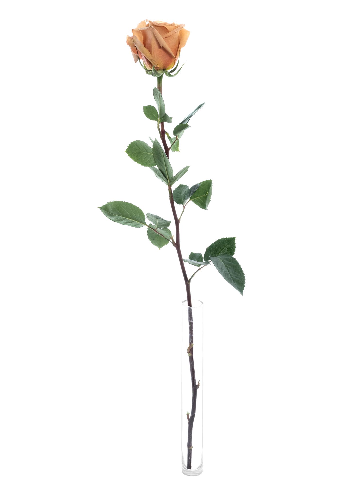 blumigo-rosen-toffee-rose-creme-braun image 3