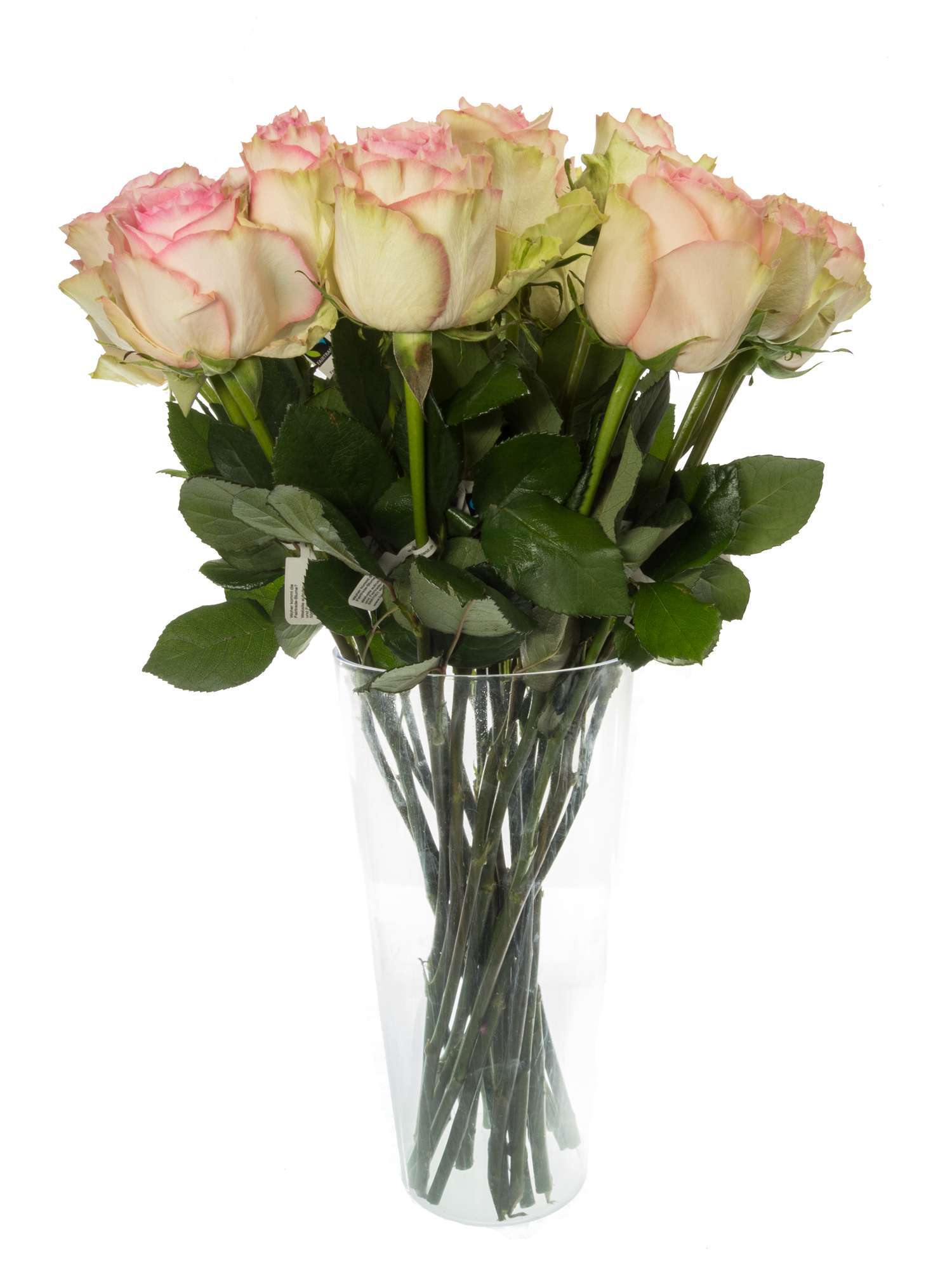 blumigo-rosen-esperance-rose-rosa-creme-fairtrade image 2