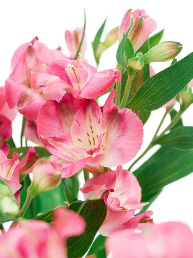 blumigo-inkalilien-florencia-noa-schnittblume-pink-creme image 1