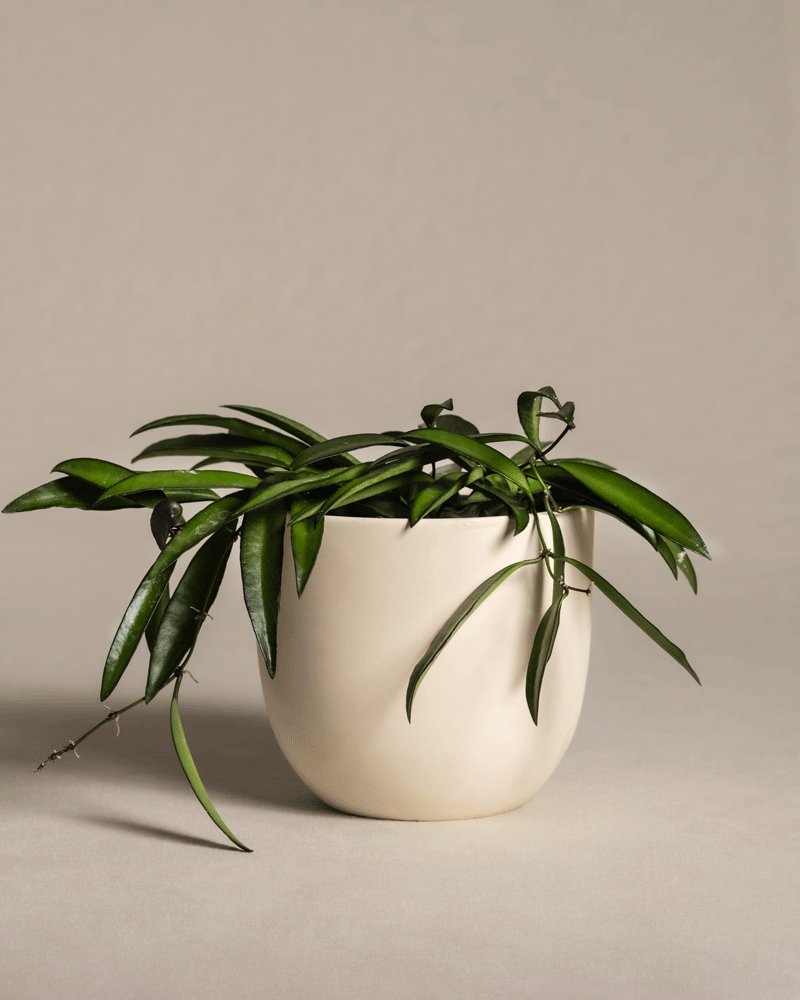 feey-variado-hoya-wayetii-porzellanblume-ohne-bertopf-20cm image 6