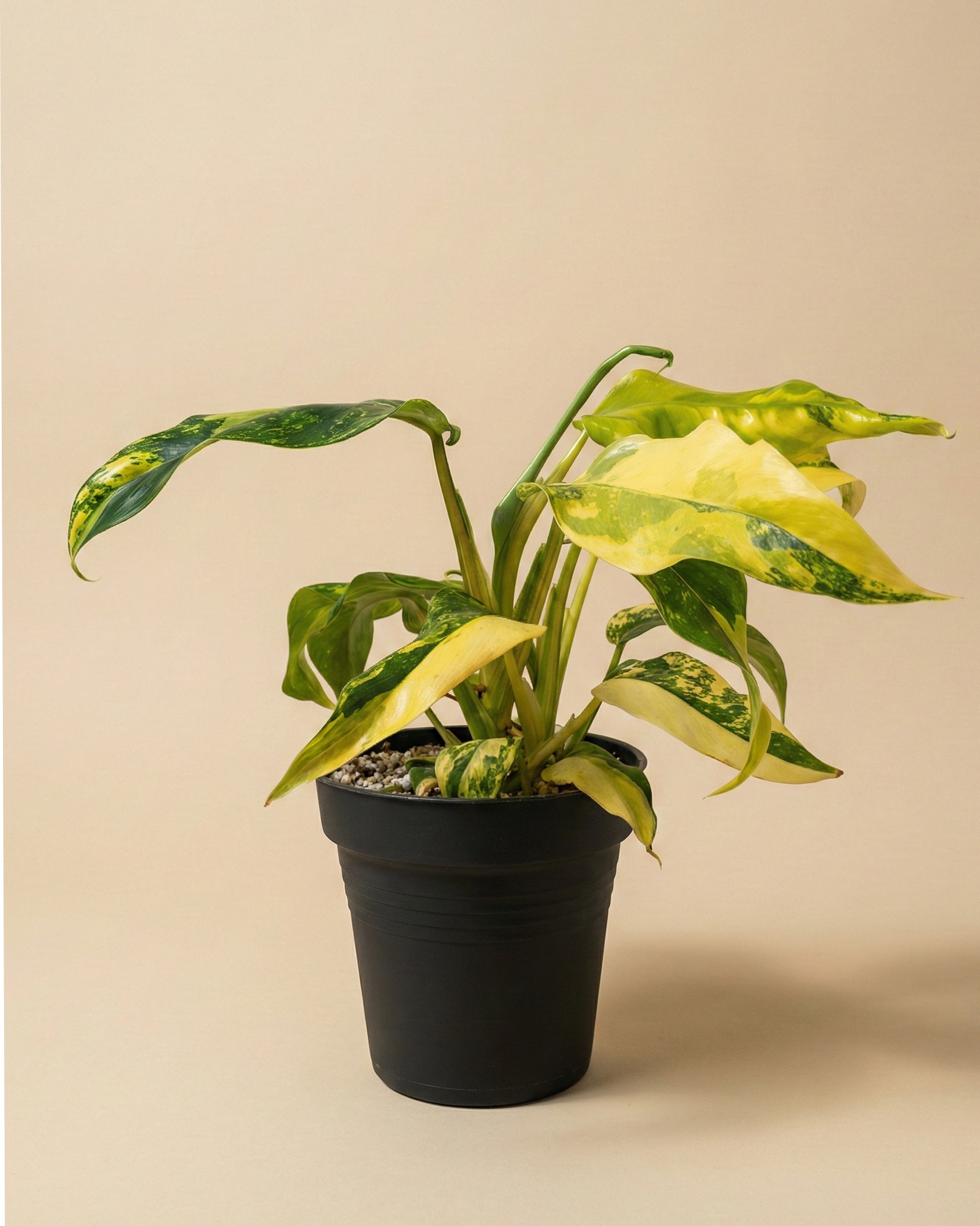 feey-variado-monstera-standleyana-aurea-zimmerpflanze image 3