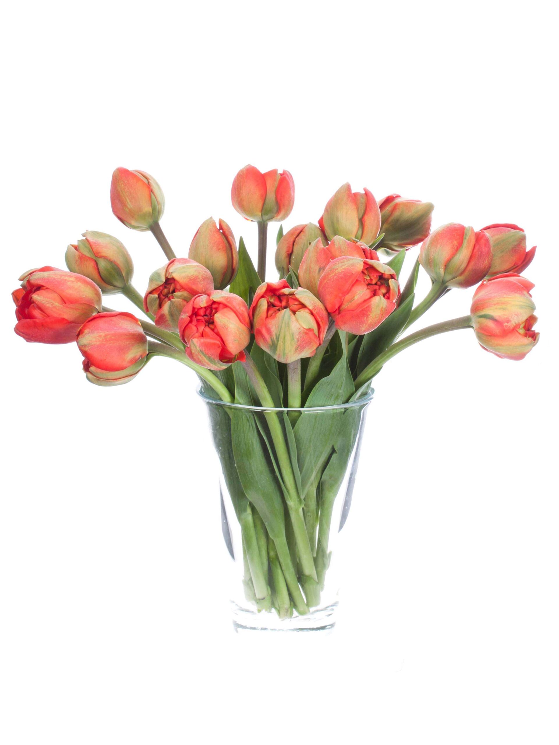 blumigo-tulpen-miranda-gef-llte-freilandtulpen-rot image 2