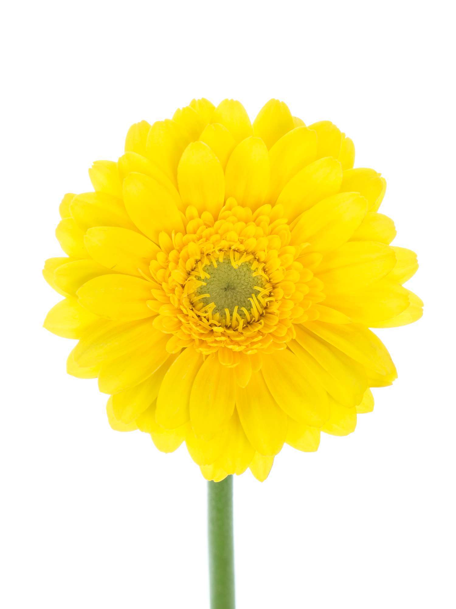 blumigo-gerbera-okibana-blume-gelb-mini image 1