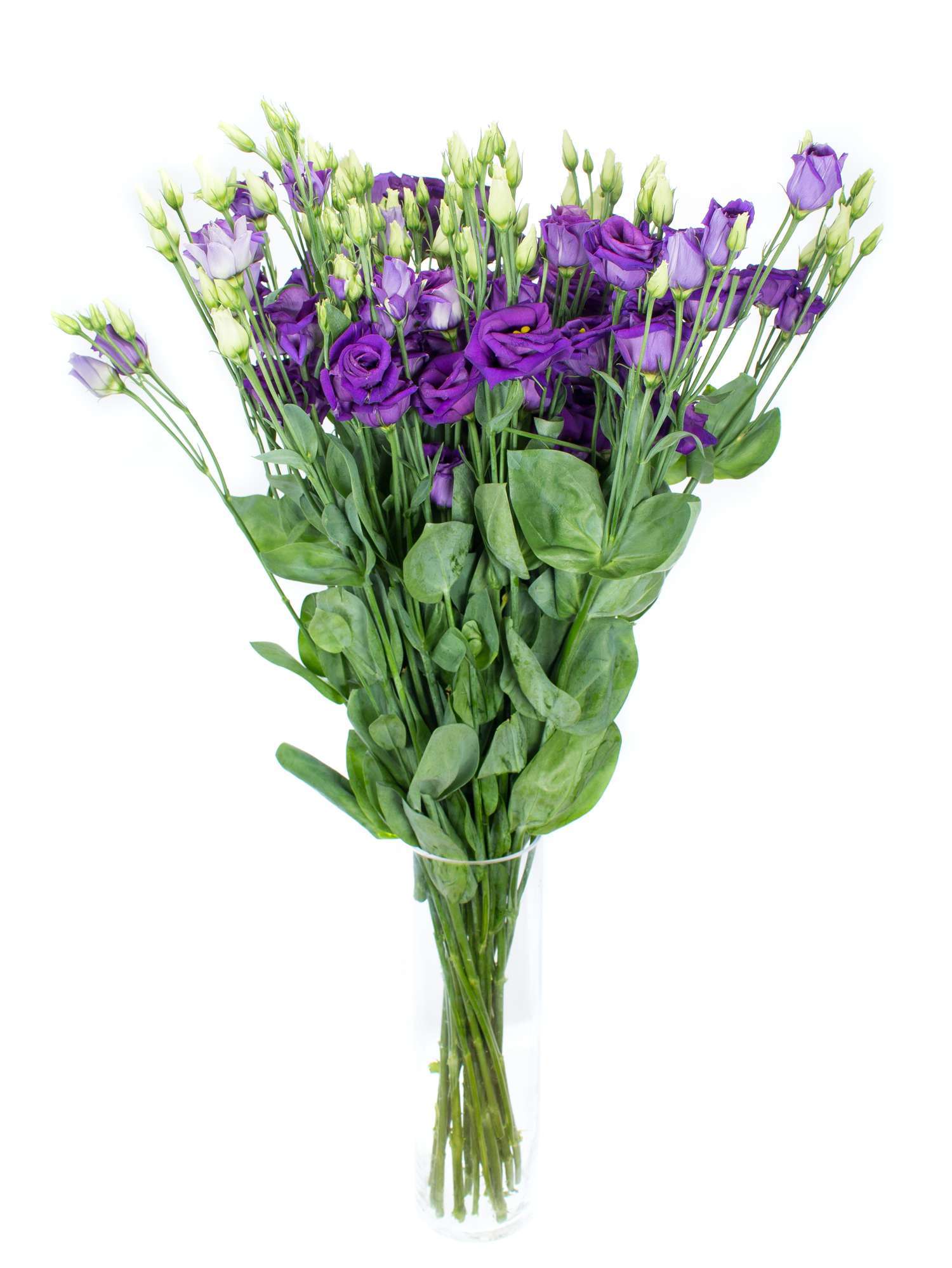 blumigo-lisianthus-rosita-blue-violett-schnittblume image 2
