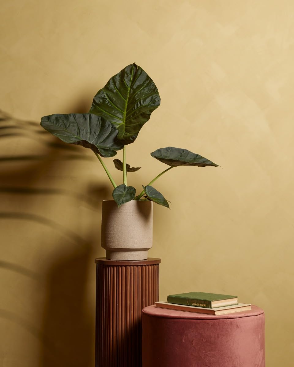 plnts-rareplnts-alocasia-regal-shield-zimmerpflanze-55-cm-elefantenohr image 5