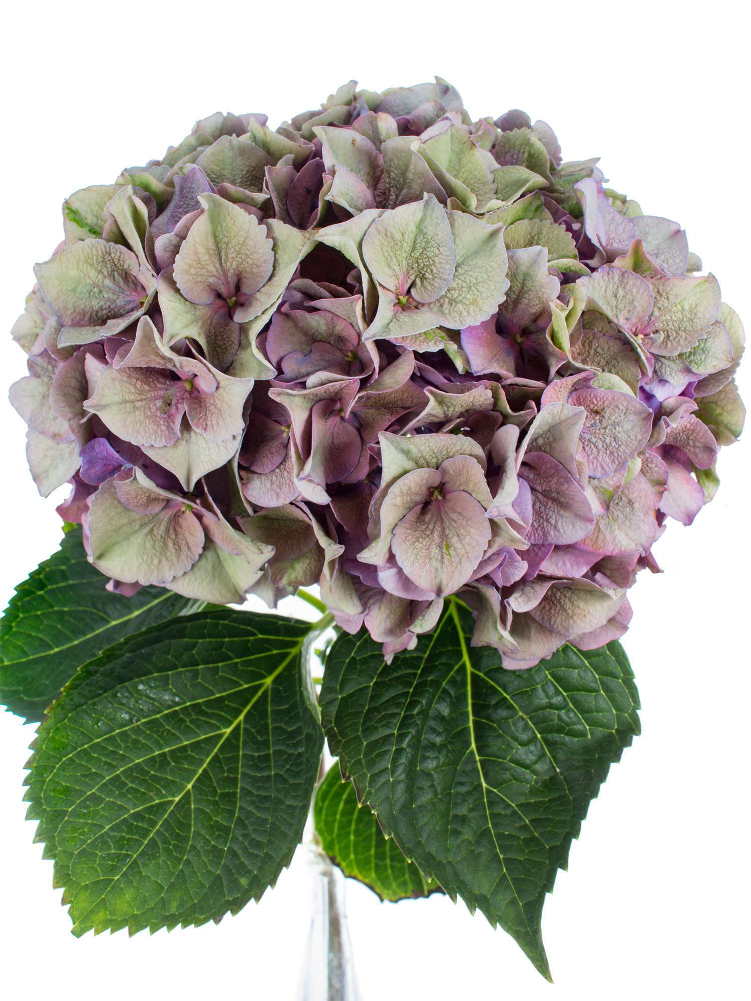 blumigo-hortensien-rodeo-classic-lila-gr-n-blume image 1