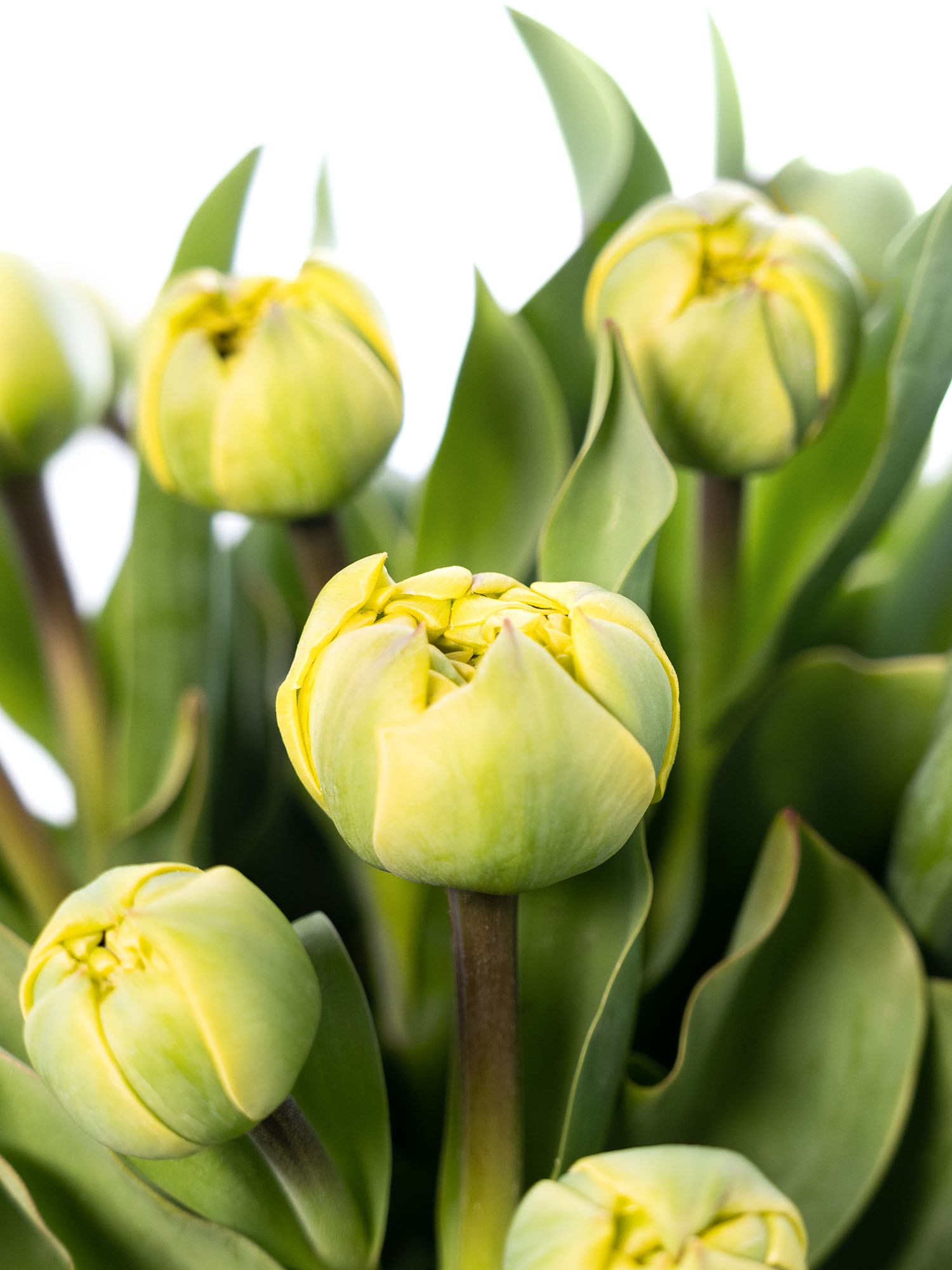blumigo-tulpen-yellow-pompenette-gef-llt-gelb image 1
