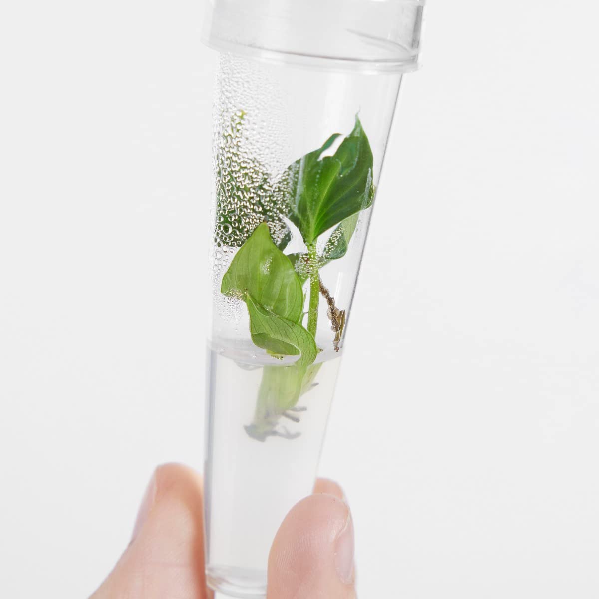 plnts-babyplnts-philodendron-verrucosum-babypflanze-13cm-pflegeleicht image 4