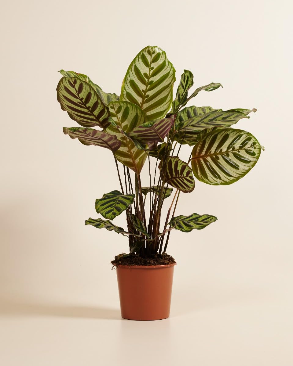plnts-rareplnts-calathea-makoyana-zimmerpflanze-45cm-pflegeleicht image 2