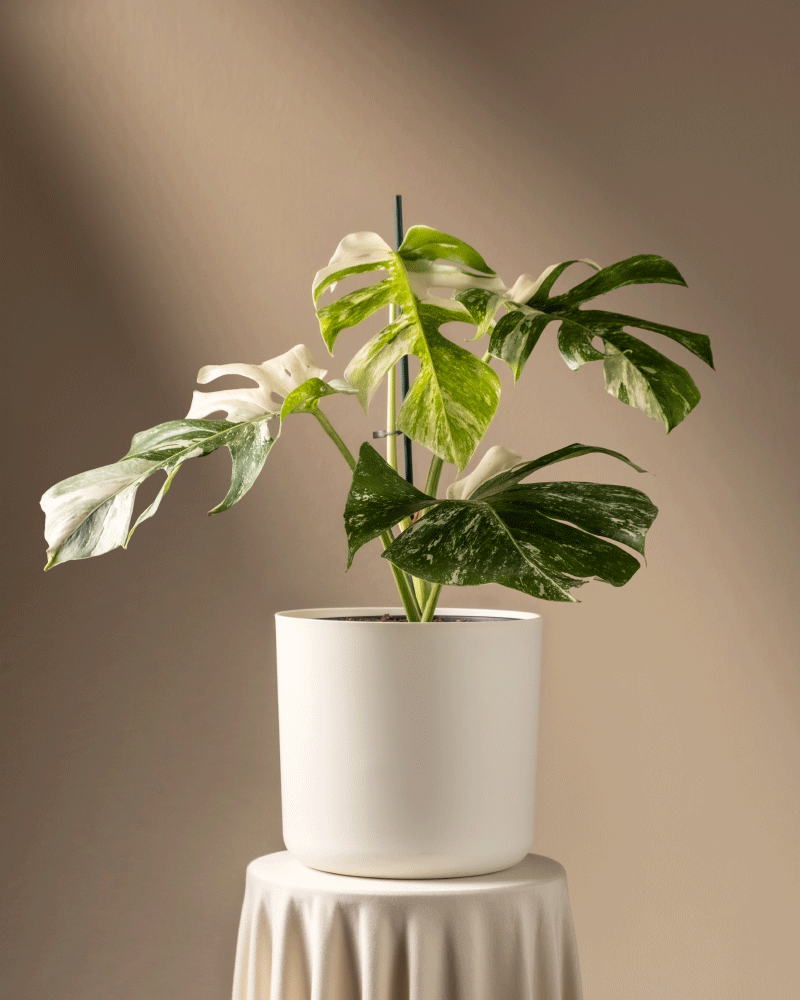 feey-variado-monstera-deliciosa-variegata-zimmerpflanze-panaschiert image 7