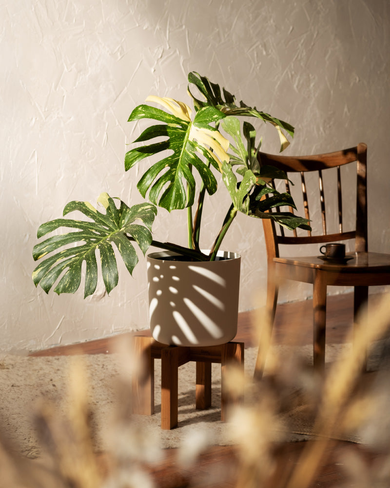 feey-variado-monstera-thai-constellation-zimmerpflanze-ohne-bertopf image 4