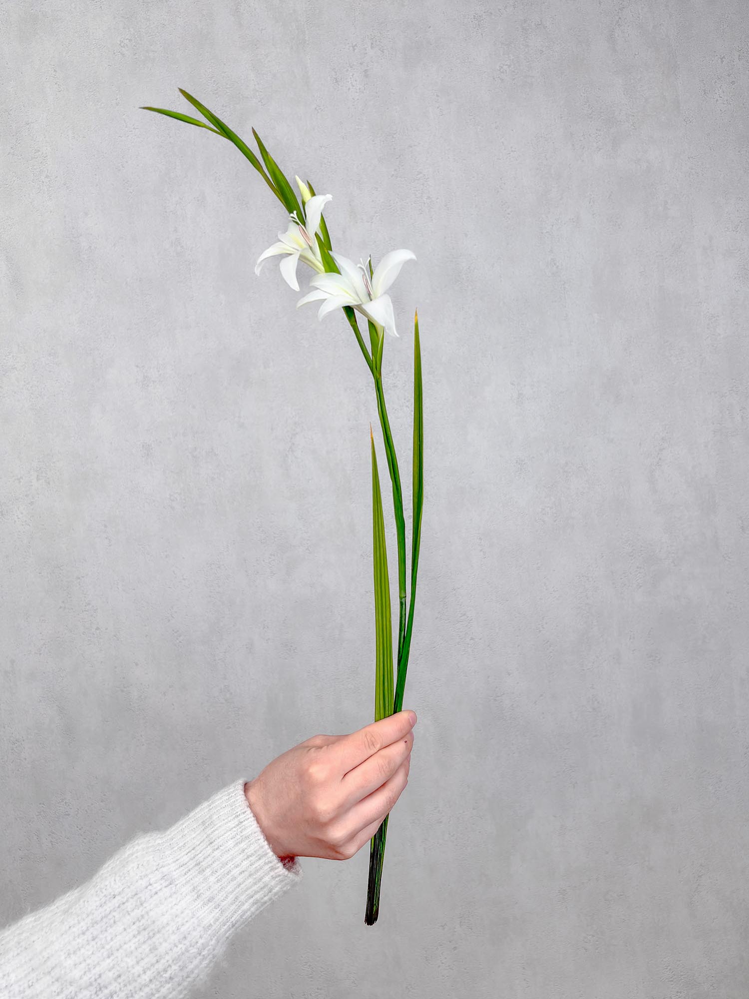 blumigo-zwerg-gladiolen-albus-schnittblumen-wei image 3