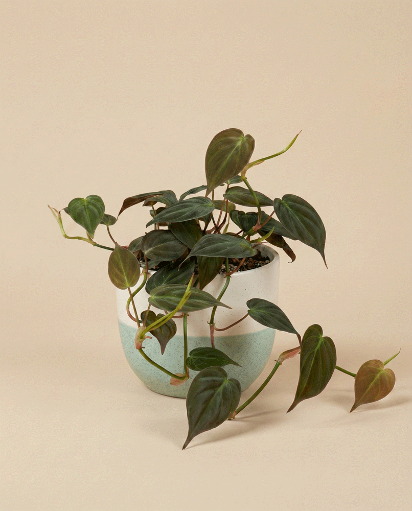 feey-variado-philodendron-micans-zimmerpflanze-hydro image 4