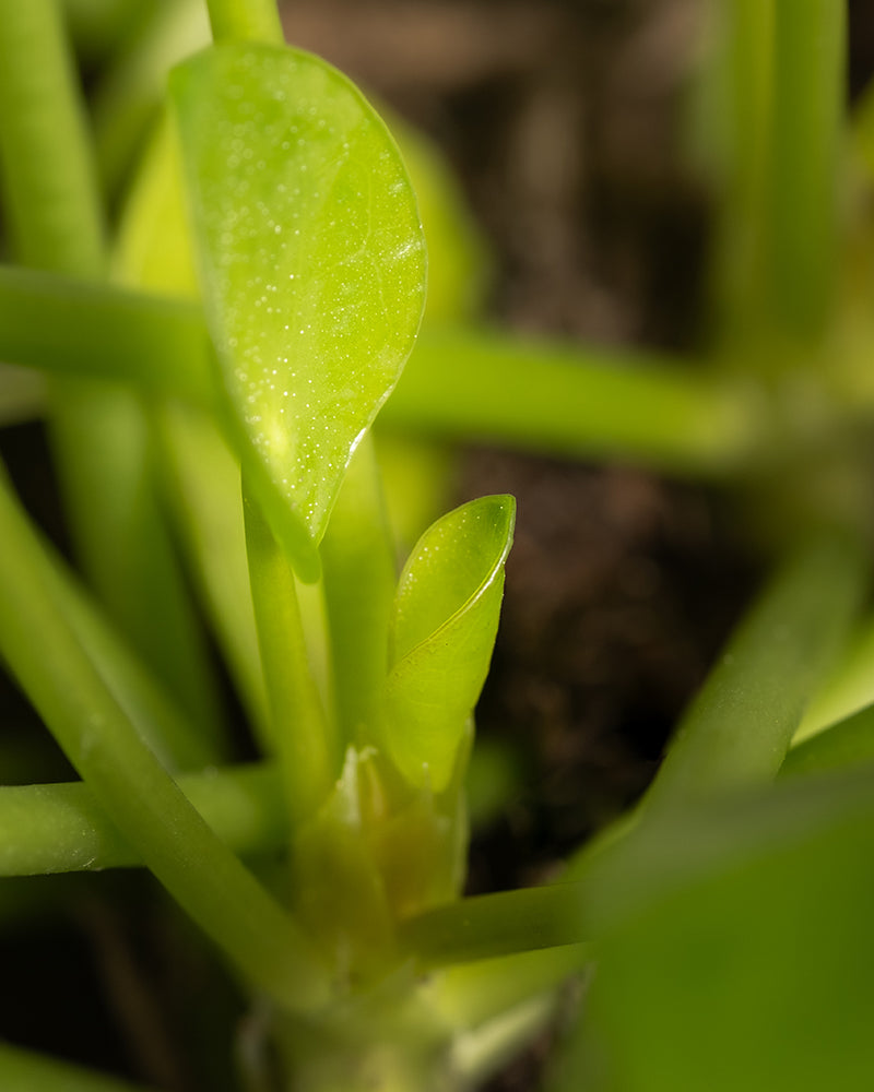 feey-variado-tierfreundliches-pflanzen-set-ohne-bertopf-gro image 7