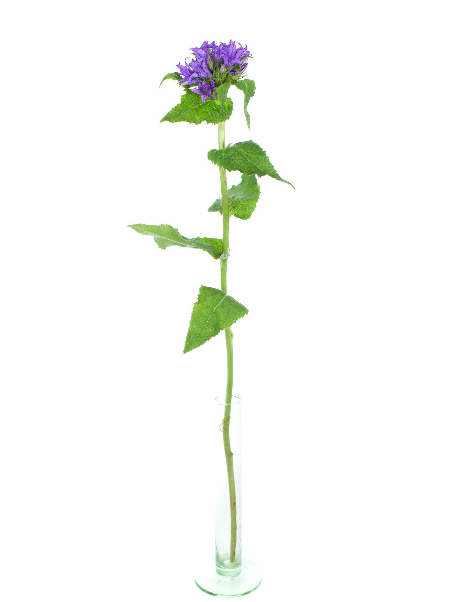 blumigo-glockenblumen-campanula-schnittblume-lila-frisch image 3