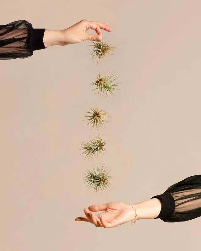 feey-variado-luftpflanzen-5-st-ck-tillandsia-ohne-erde image 1