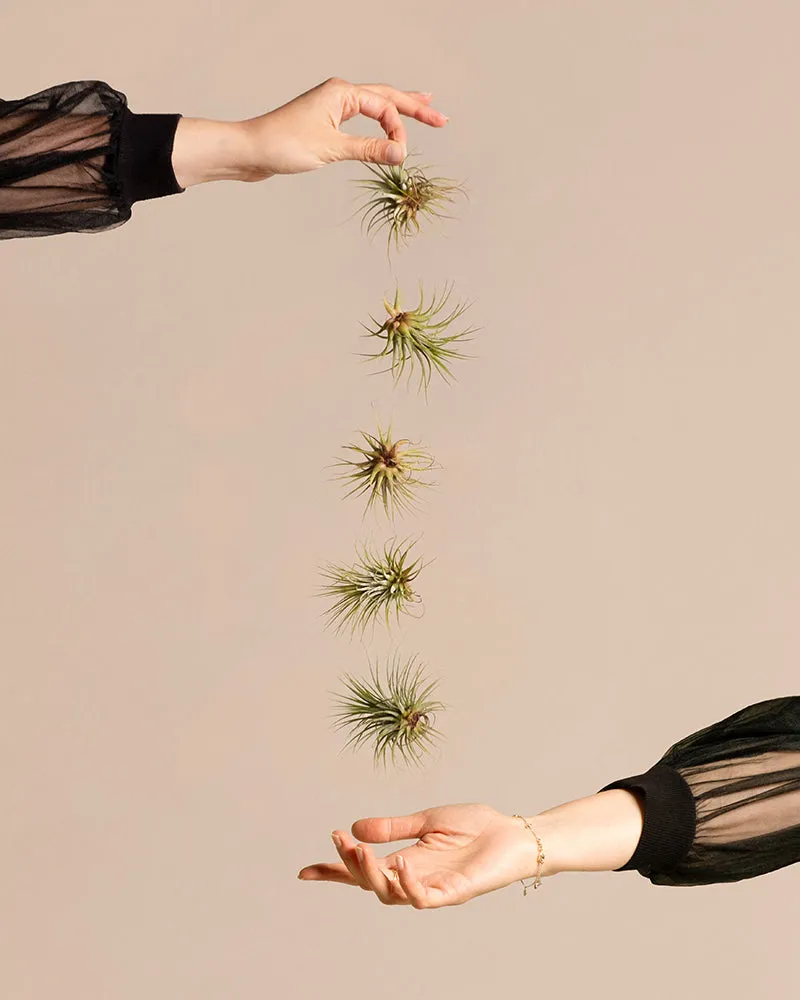 feey-variado-luftpflanzen-5-st-ck-tillandsia-ohne-erde image 1