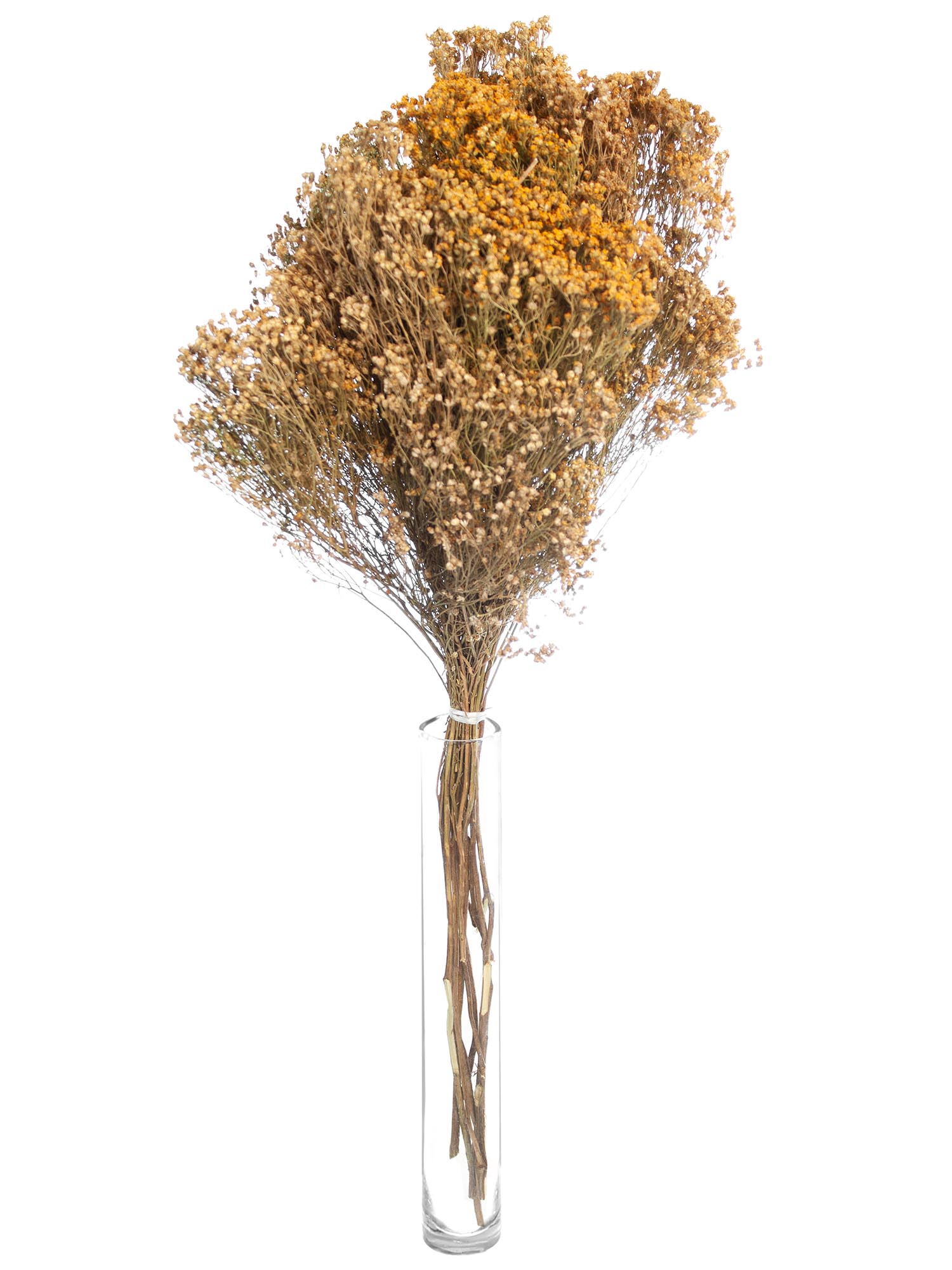 blumigo-trockenblumen-brooms-ginster-getrocknet-natur image 2