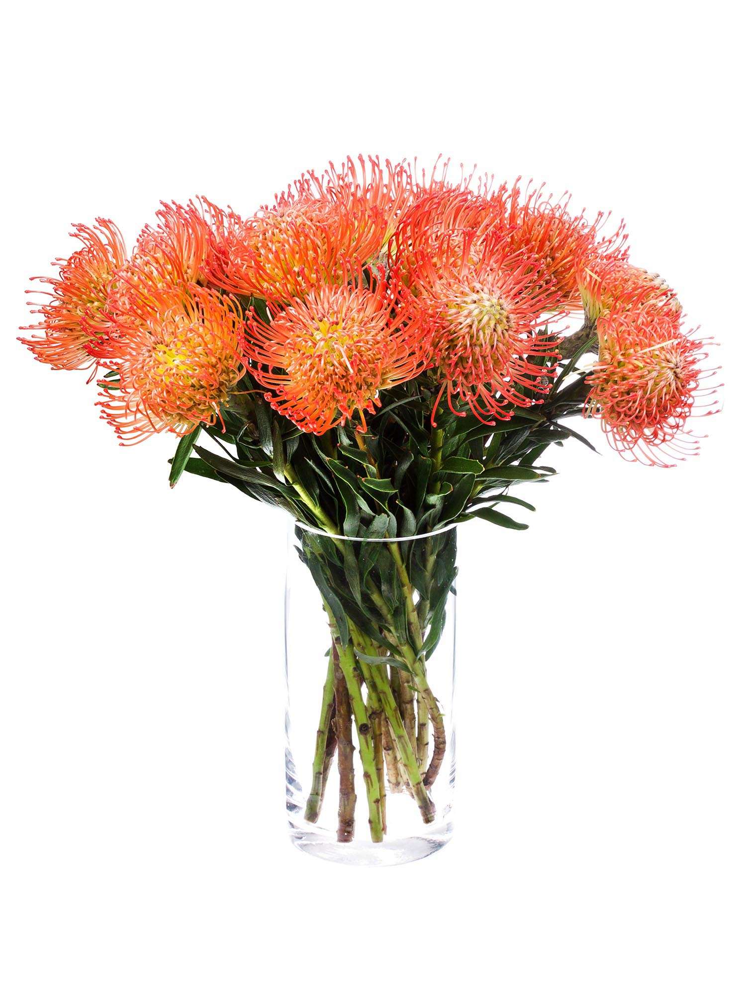 blumigo-nadelkissen-protea-succession-orange-rot-stiel image 2