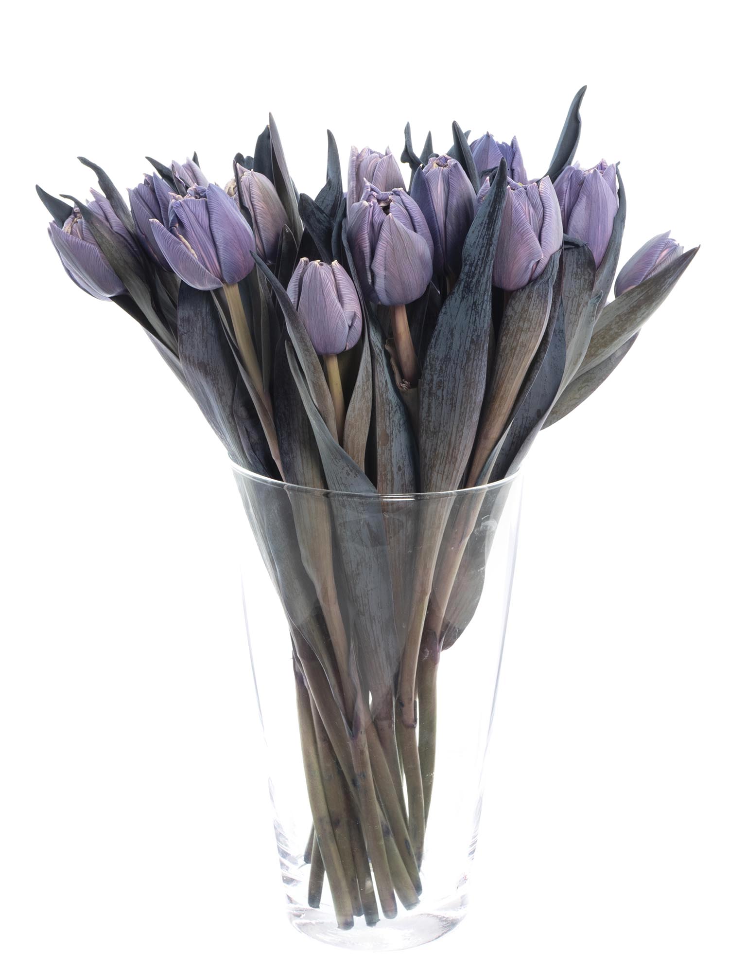 blumigo-tulpen-double-violet-grau-violett-gef-llt image 6