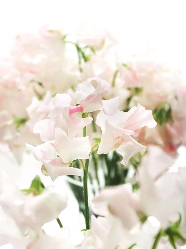blumigo-wicken-wedding-white-schnittblume-wei-ros image 1