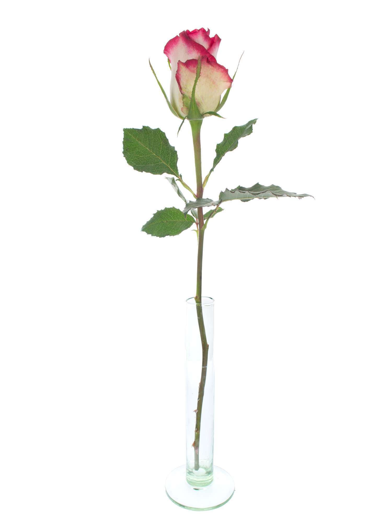blumigo-double-date-rose-pink-wei-einzelstiel image 3