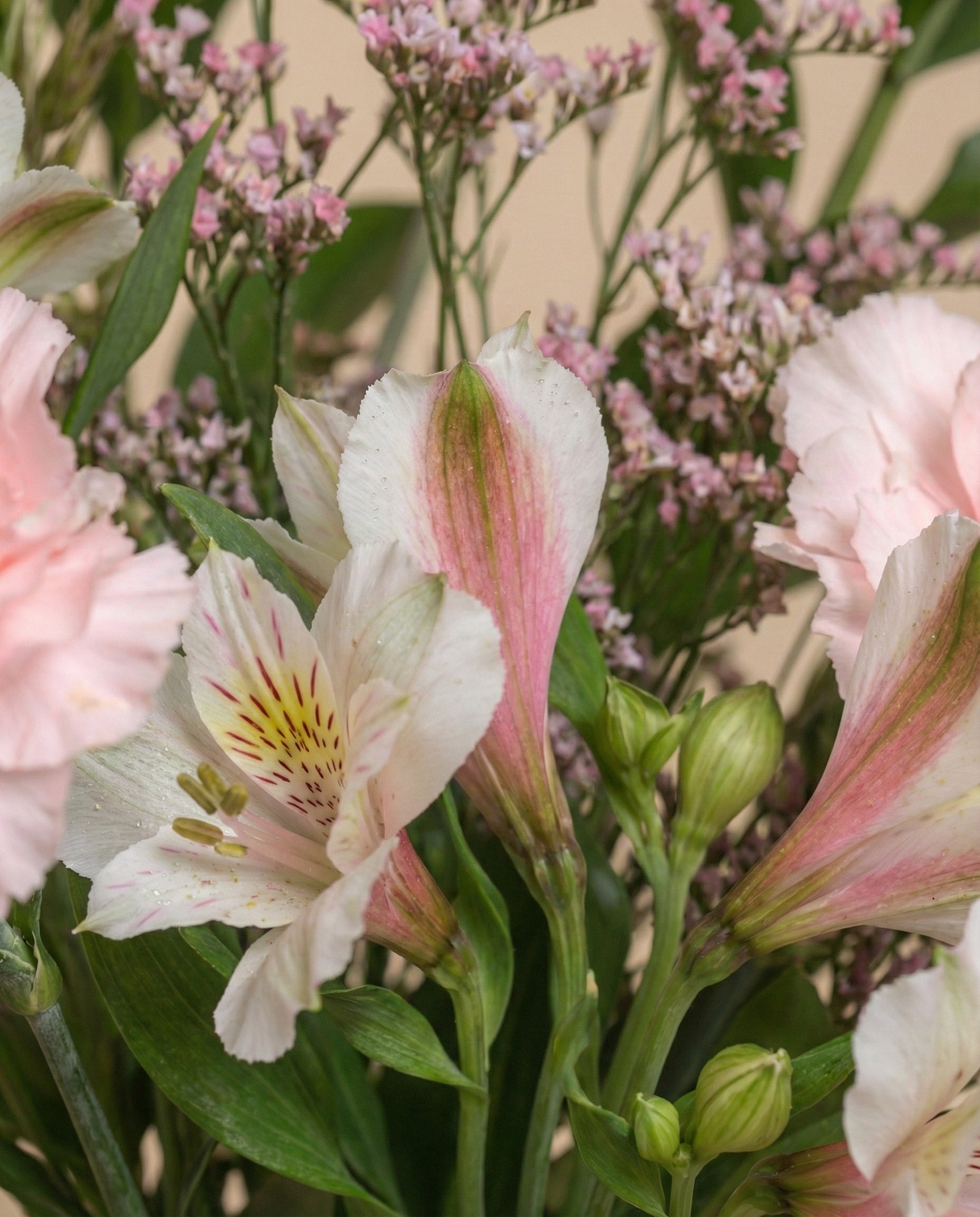 feey-rilio-umarmung-blumenstrau-classic-alstroemeria image 7