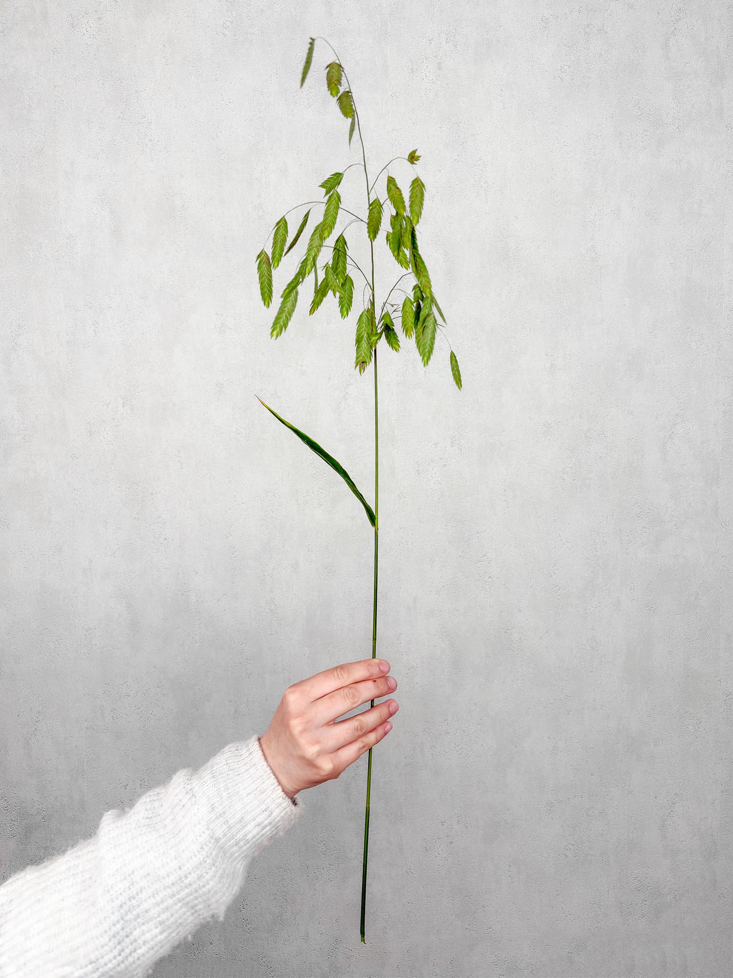 blumigo-chasmanthium-latifolium-platt-hren-gras-gr-n image 2