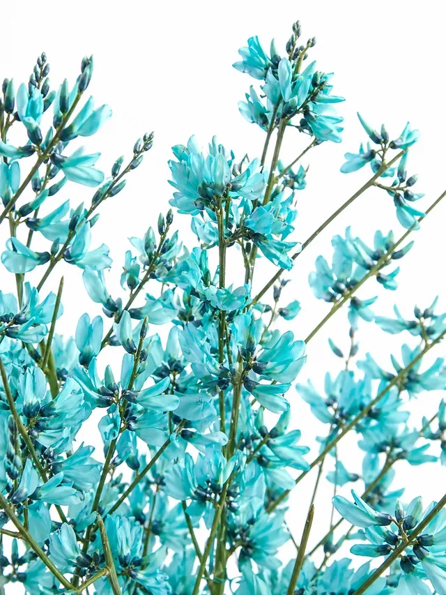 blumigo-zweige-ginster-blau-deko-zweig-f-r-vase image 1