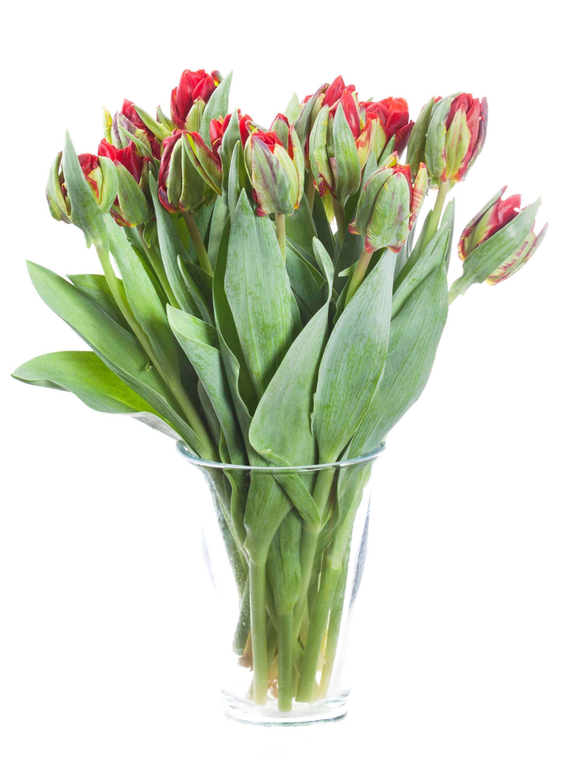 blumigo-tulpen-double-rococo-tulpe-gef-llt-rot image 2