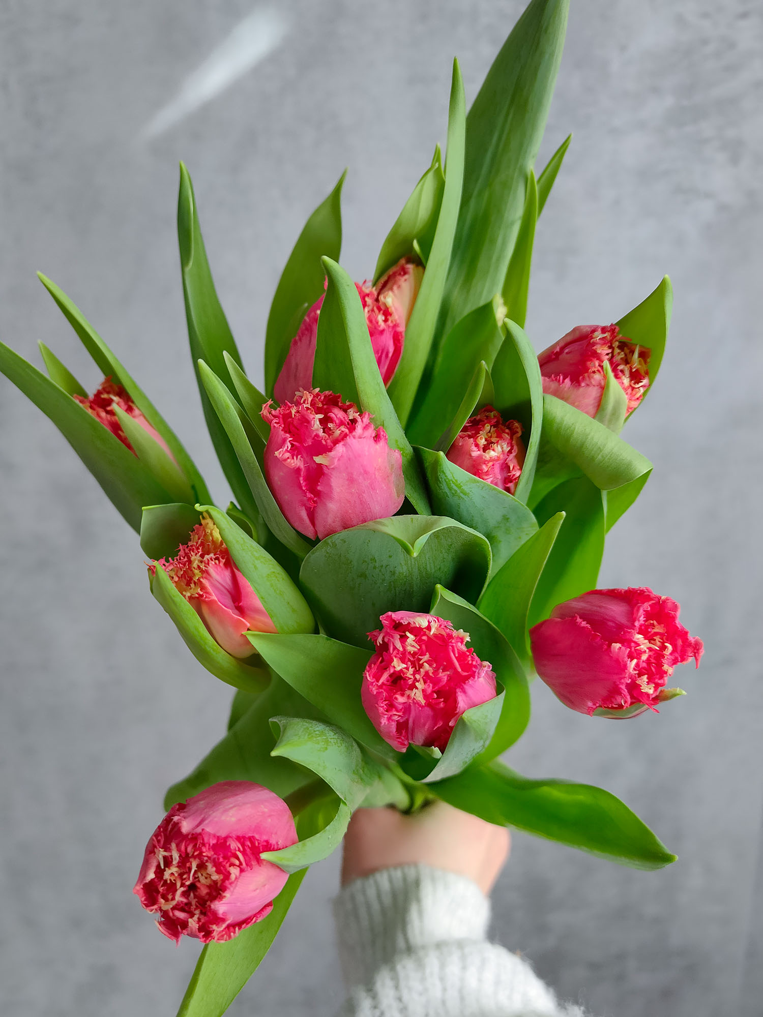 blumigo-tulpen-la-mour-tulpe-pink-gefranst-frisch image 2