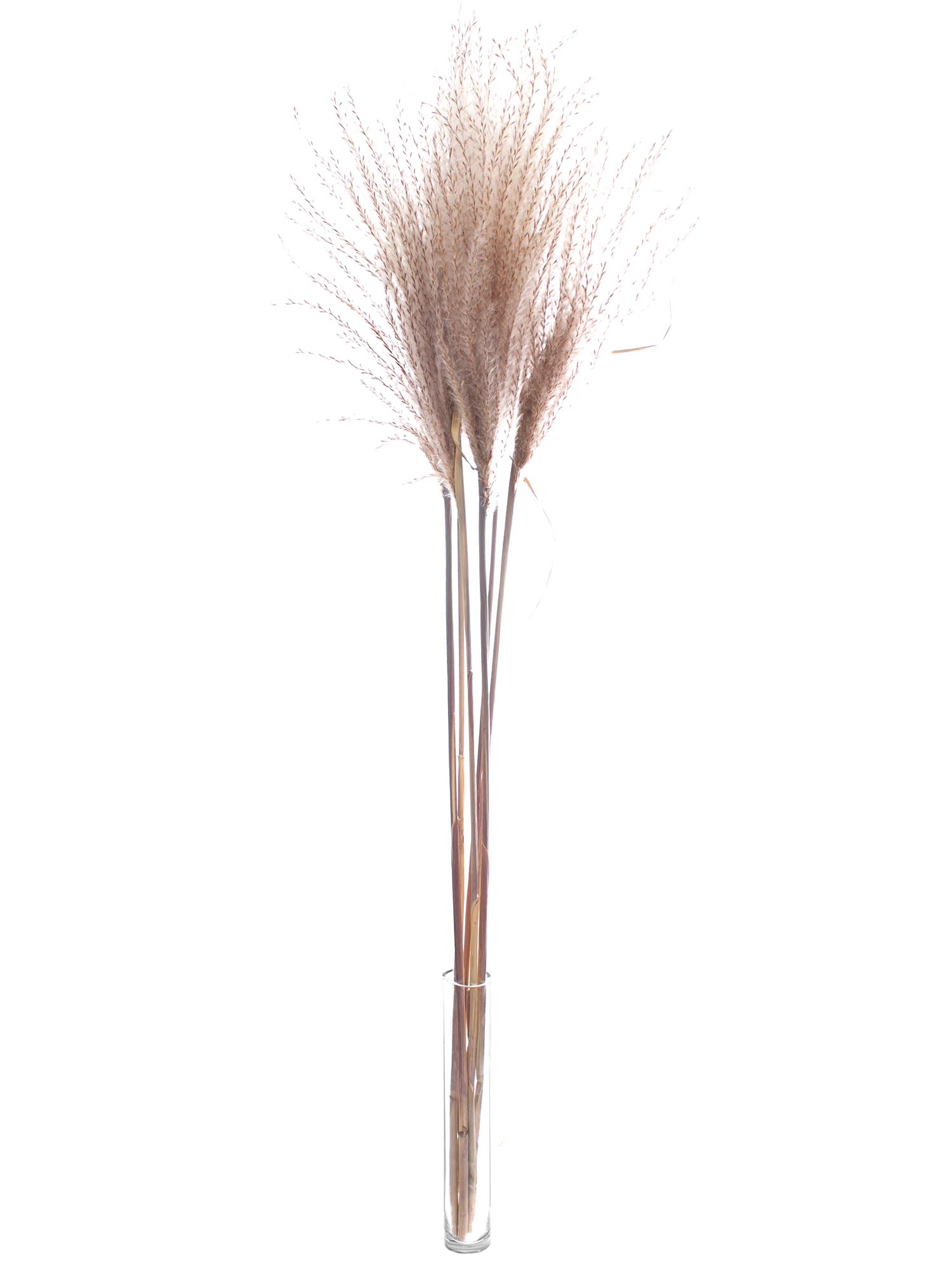 blumigo-trockenblumen-miscanthus-trockengras-natur image 2