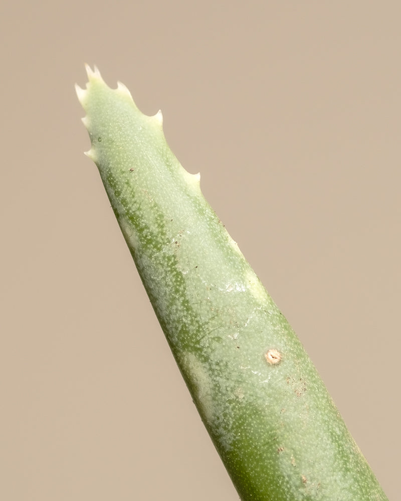 feey-variado-aloe-vera-duo-zimmerpflanze-2er-set-pflegeleicht image 6