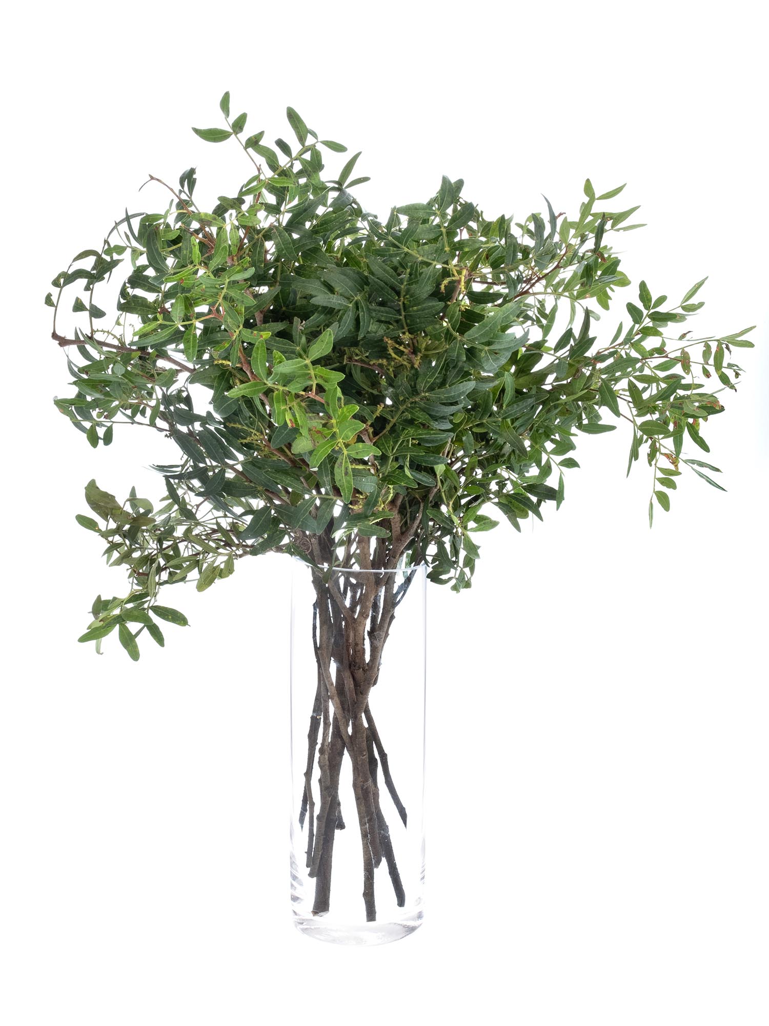 blumigo-exklusives-greenery-pistaziengr-n-schnittgr-n-beiwerk image 4
