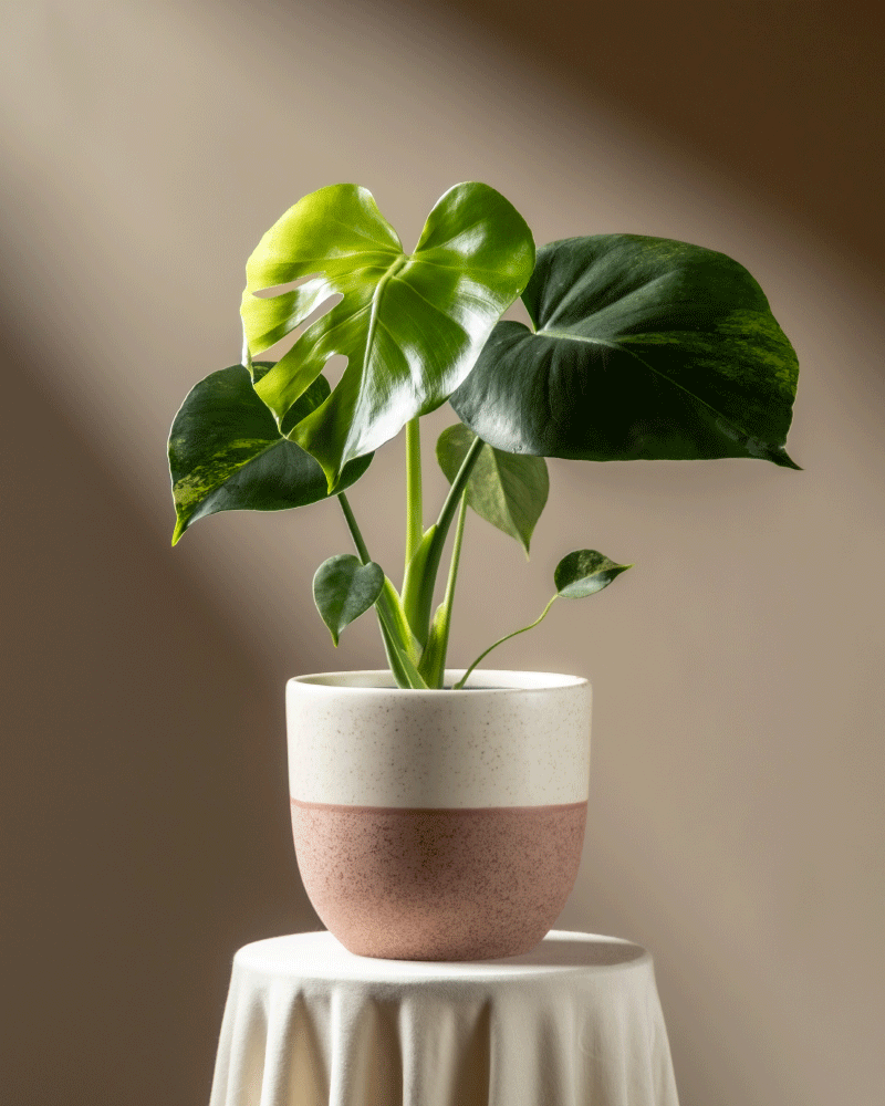 feey-variado-monstera-aurea-zimmerpflanze-gelb-panaschiert image 5