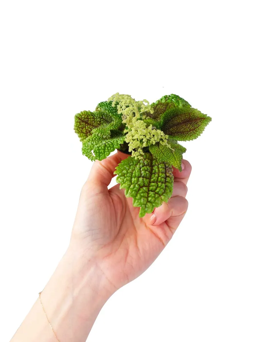 plnts-babyplnts-pilea-moon-valley-zimmerpflanze-6cm-topf image 1