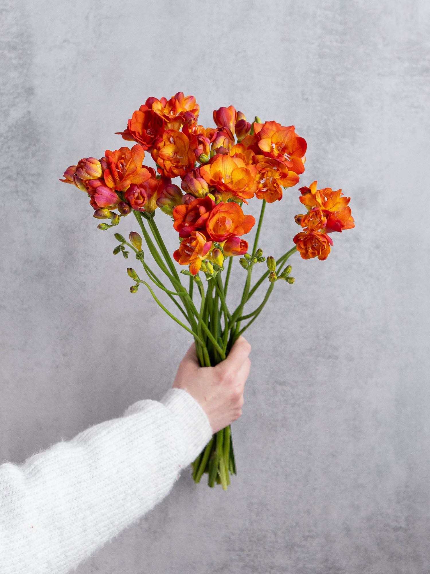 blumigo-freesien-mandarine-schnittblumen-rot-orange-duftend image 2