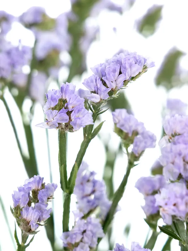 blumigo-blattwerk-strandflieder-donau-birds-schnittblume-hell-violett image 1