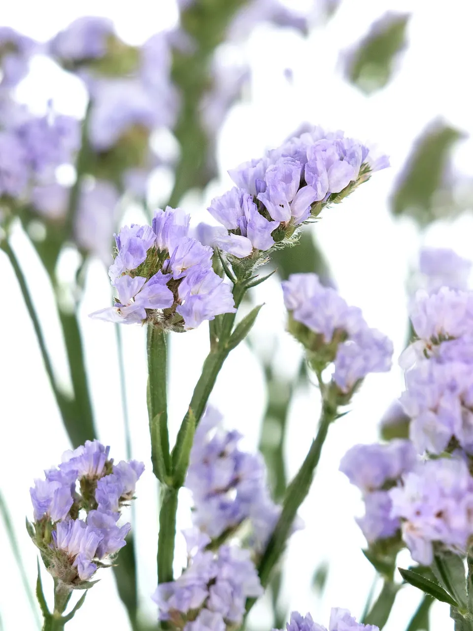 blumigo-blattwerk-strandflieder-donau-birds-schnittblume-hell-violett image 1