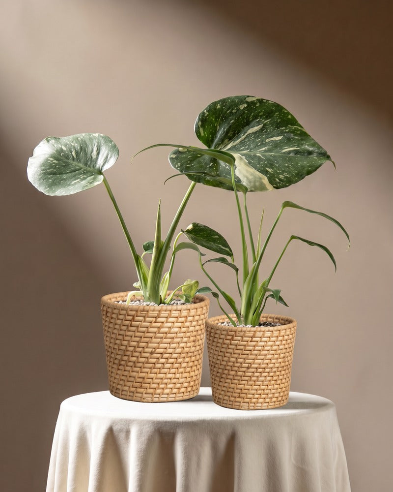 feey-variado-monstera-rarit-ten-duo-thai-flame-set image 8