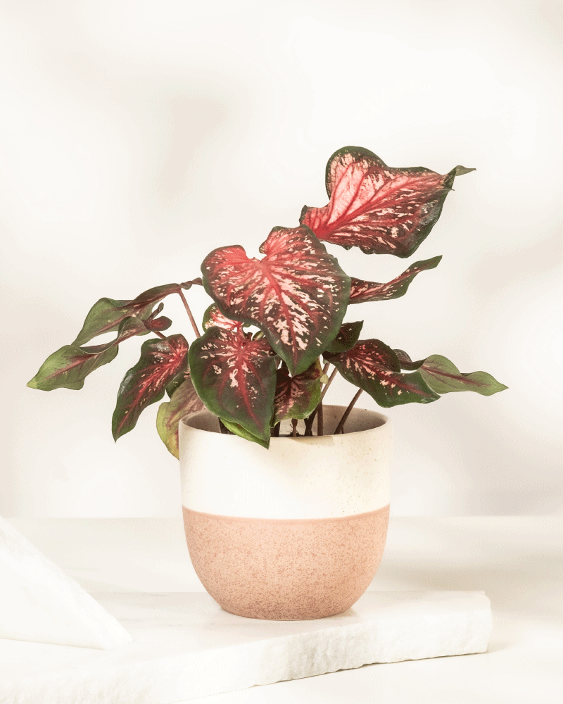 feey-variado-caladium-desert-sunset-zimmerpflanze-o-topf image 6