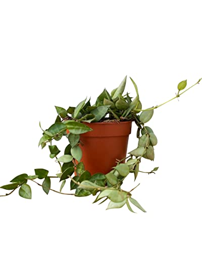 plnts-rareplnts-hoya-kroniana-eskimo-wachsblume-12cm-30cm image 7