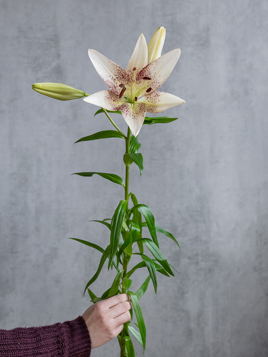 blumigo-lilien-spotify-schnittblume-wei-pink image 6