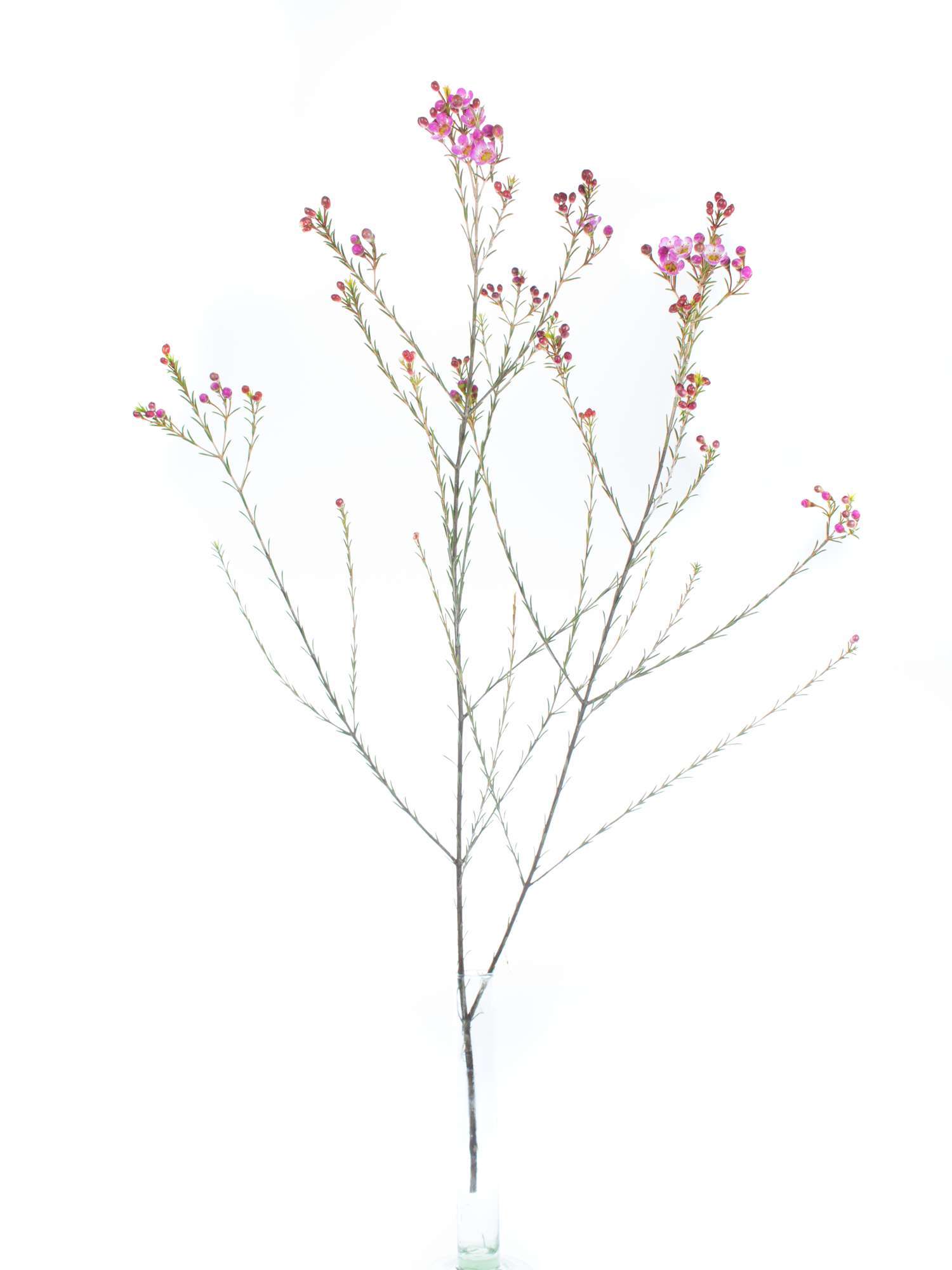 blumigo-blattwerk-wachsblume-adi-schnittblume-pink image 3