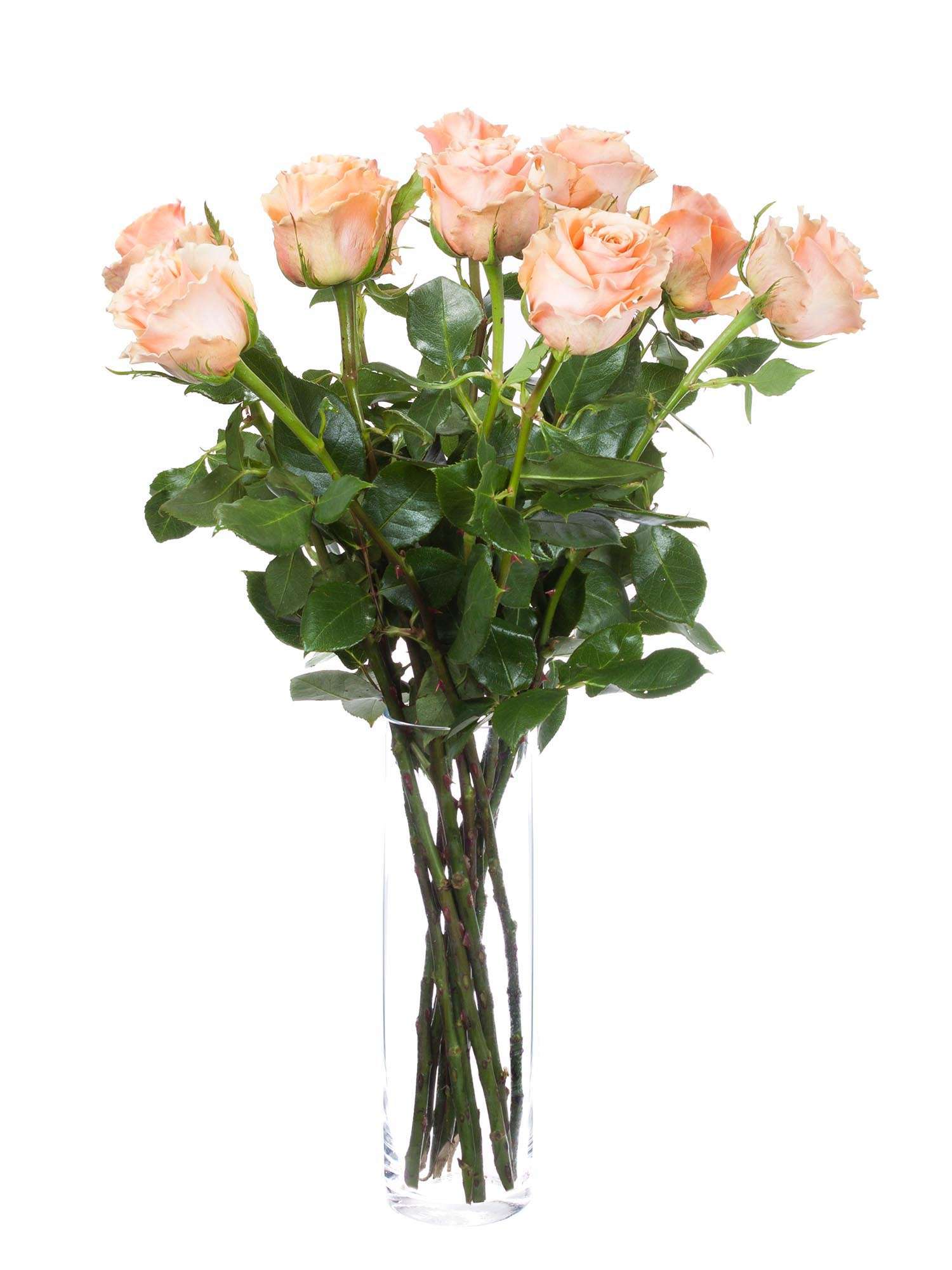 blumigo-rosen-shimmer-schnittrose-apricot-creme-pastell image 2