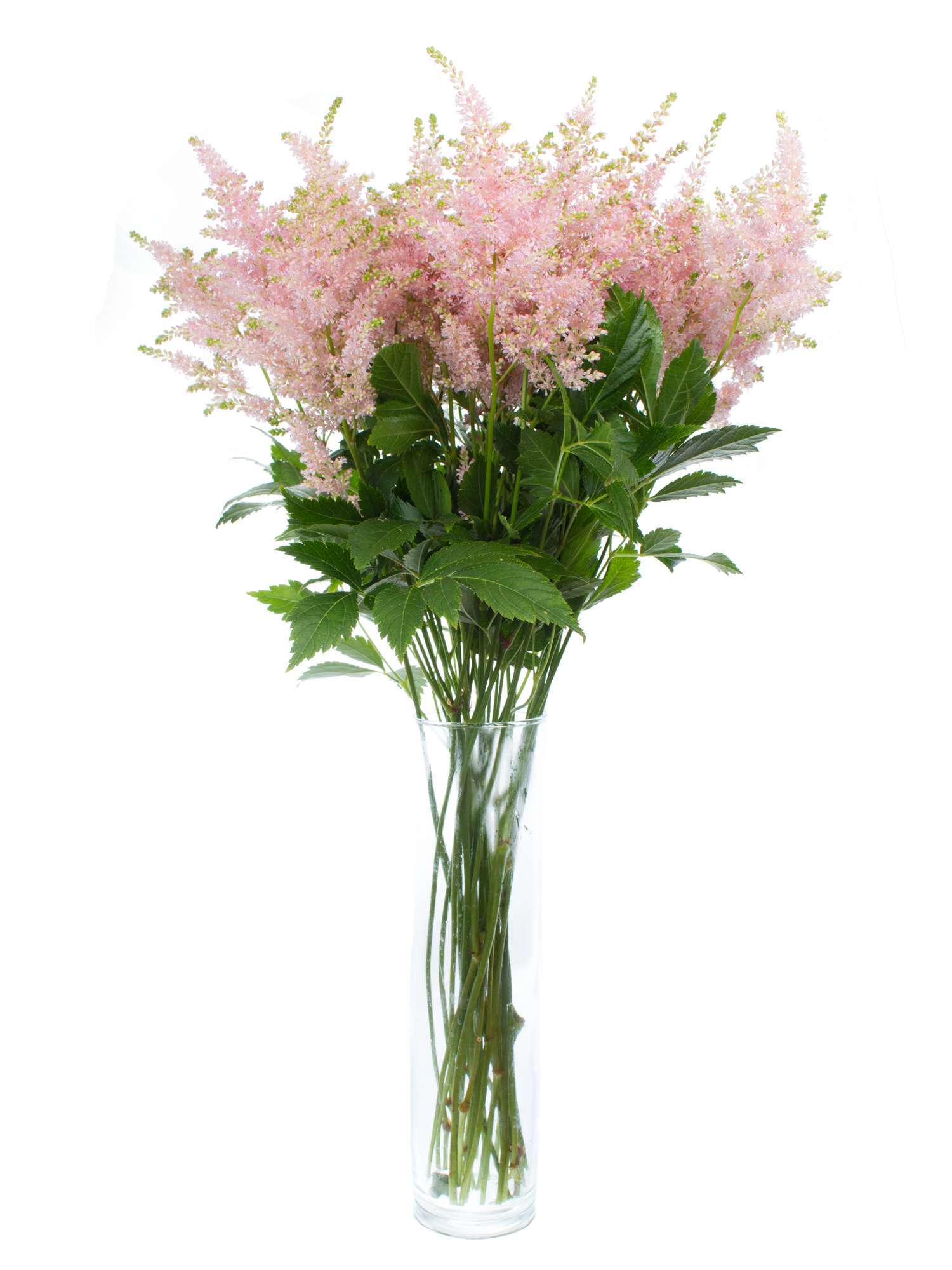 blumigo-blattwerk-astilbe-europa-schnittblume-rosa image 4