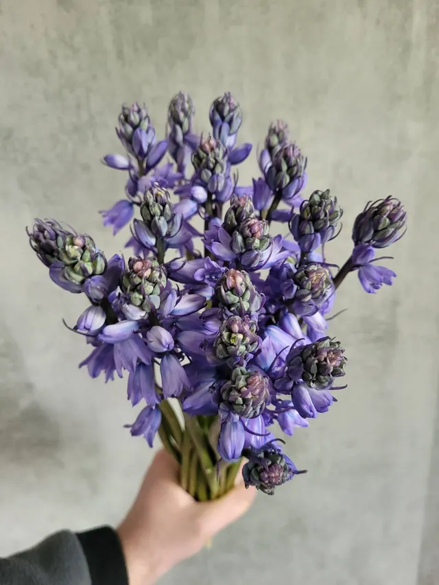 blumigo-scilla-peruanischer-blaustern-schnittblume-lila image 1