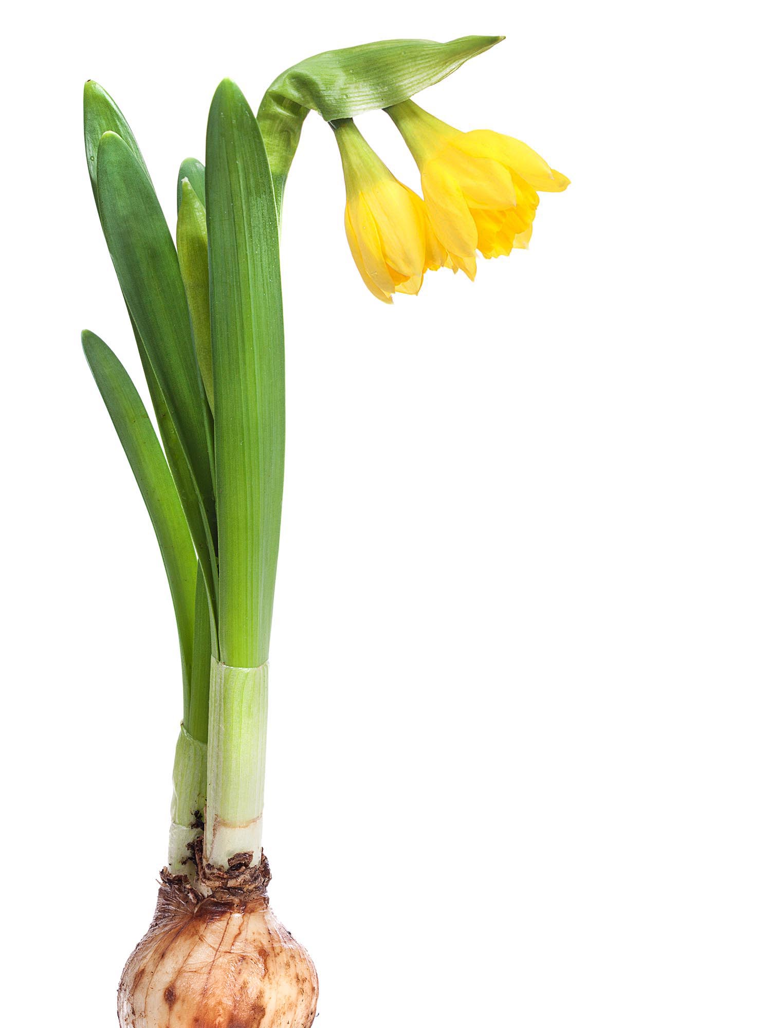 blumigo-fr-hlingsknollen-narzissen-t-te-t-te-gelb image 1