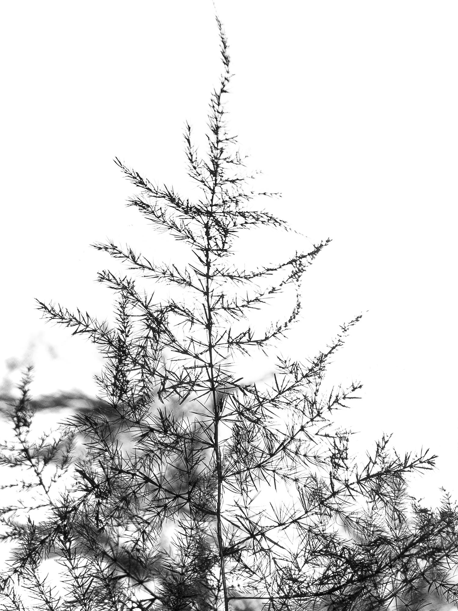 blumigo-asparagus-plumosus-schnittgr-n-schwarz image 1